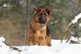 BERGER ALLEMAND 503